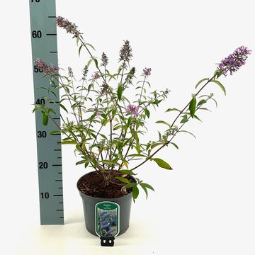 Buddleja davidii 'Empire Blue'