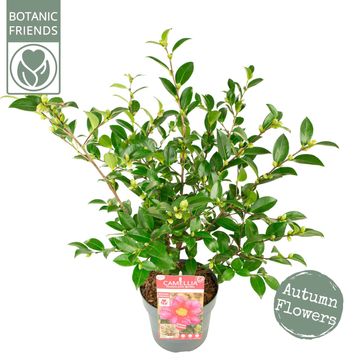 Camellia sasanqua 'Red Premium'