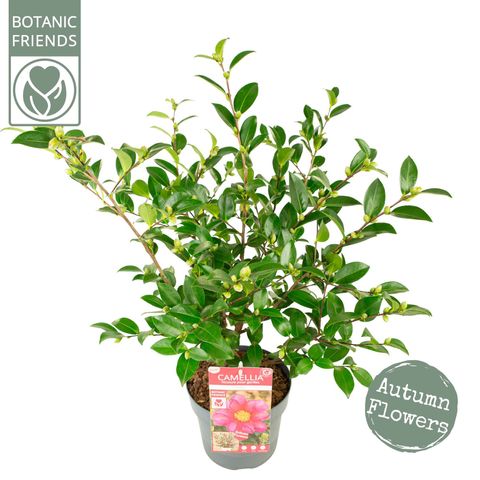 Camellia sasanqua 'Red Premium'