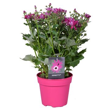 Перикаллис SENETTI MIX