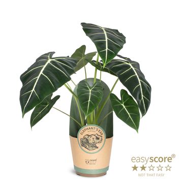 Alocasia micholitziana 'Frydek'