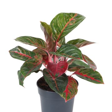 Aglaonema 'Red Emerald'