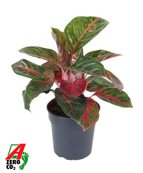 Aglaonema 'Red Emerald'