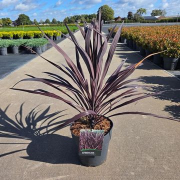 Cordyline australis BURGUNDY SPIRE