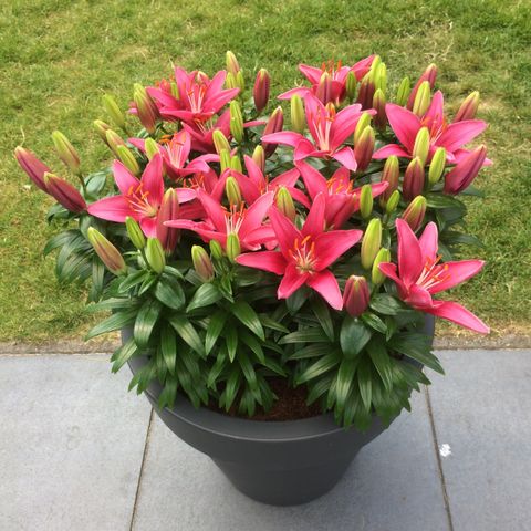 Lilium 'Tiny Pearl'