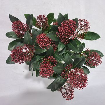 Skimmia japonica 'Rubella'