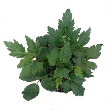 Anemone hupehensis FANTASY ARIEL