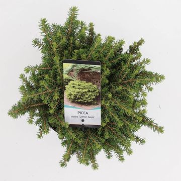 Picea abies 'Little Gem'