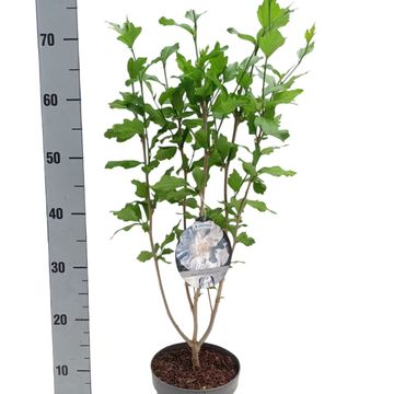 Hibiscus syriacus CHIFFON MIX