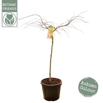 Acer palmatum 'Emerald Lace'