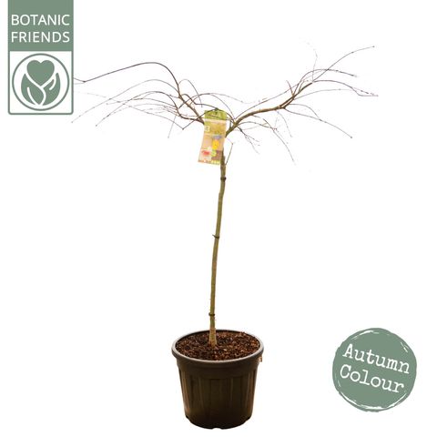 Acer palmatum 'Emerald Lace'