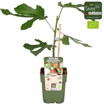 Ficus carica LITTLE MISS FIGGY