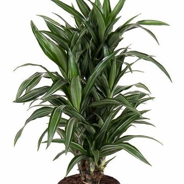 Dracaena fragrans 'Ulises'