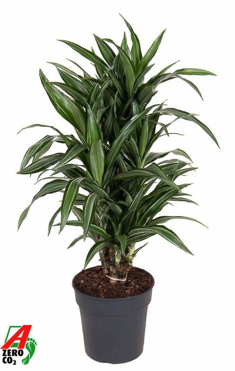 Dracaena fragrans 'Ulises'