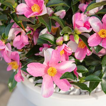 Camellia sasanqua 'Strawberry Swirl'