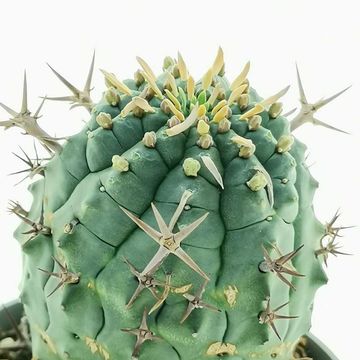 Euphorbia stellispina