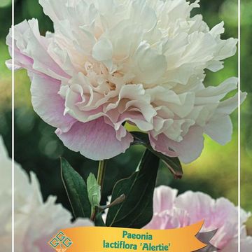 Paeonia 'Alertie'