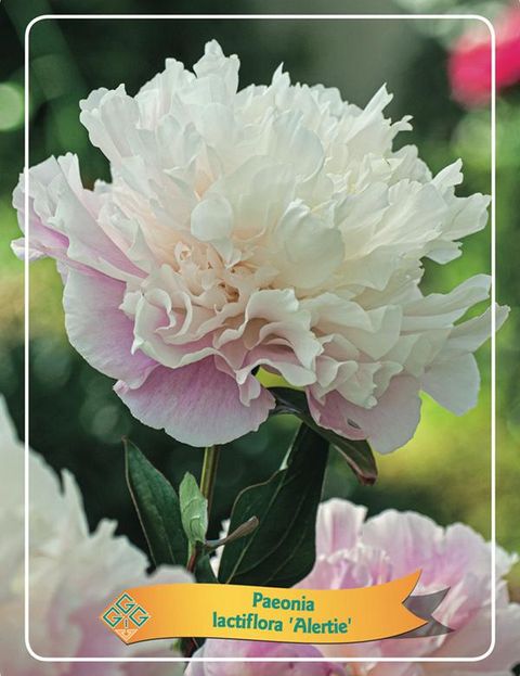 Paeonia 'Alertie'