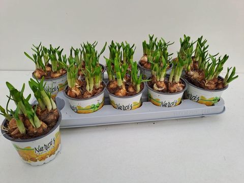 Narcissus 'Tête Bouclé'