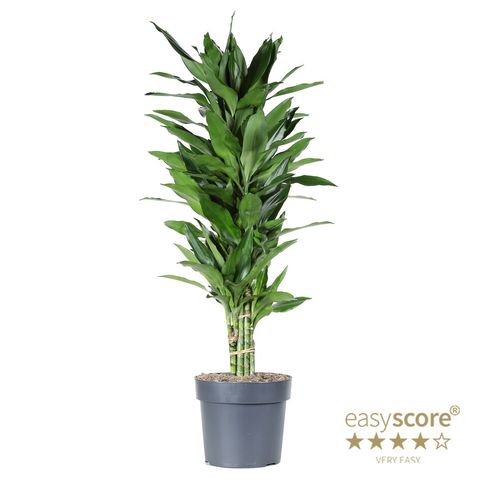 Dracaena fragrans 'Джанет Линд'