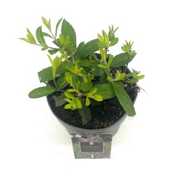 Veronicastrum virginicum 'Fascination'