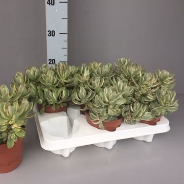 Crassula swaziensis 'Variegata'