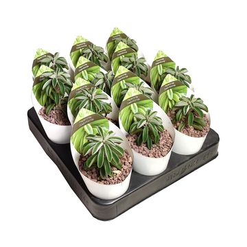 Peperomia dolabriformis