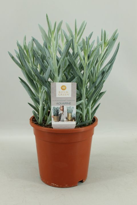 Curio ficoides 'Mount Everest'