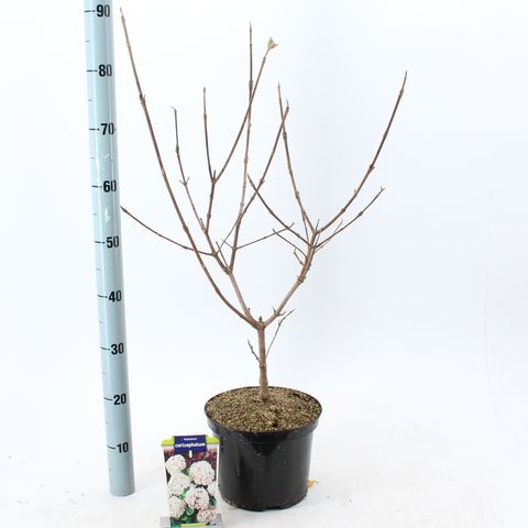 Viburnum carlcephalum