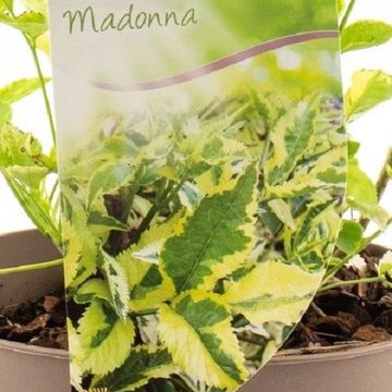 Sambucus nigra 'Madonna'