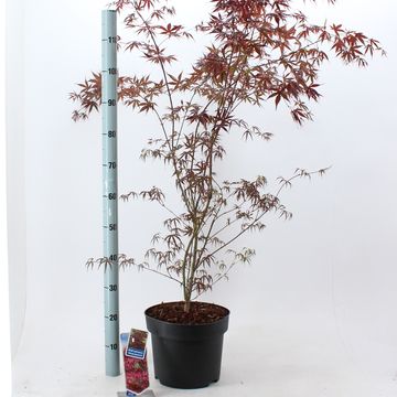 Acer palmatum 'Atropurpureum'