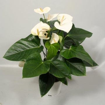 Anthurium 'Flamingo White'