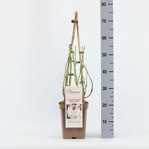 Rosa CONSTANZE MOZART