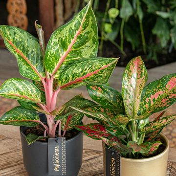 Aglaonema 'Paradise Red'