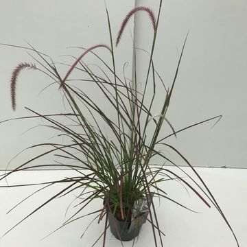 Pennisetum advena 'Rubrum Dwarf'