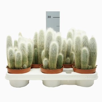 Cleistocactus straussii