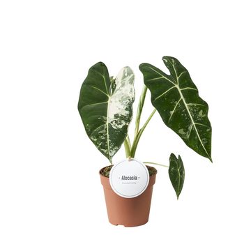 Alocasia micholitziana 'Frydek Variegata'