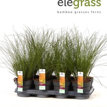 Carex testacea PRAIRIE FIRE COLORGRASS