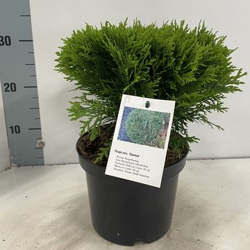 Thuja occidentalis 'Danica'