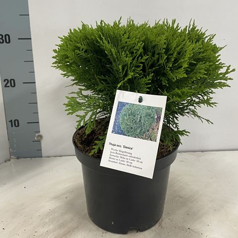 Thuja occidentalis 'Danica'