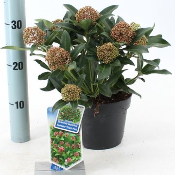 Skimmia japonica RUBESTA PINK GIANT