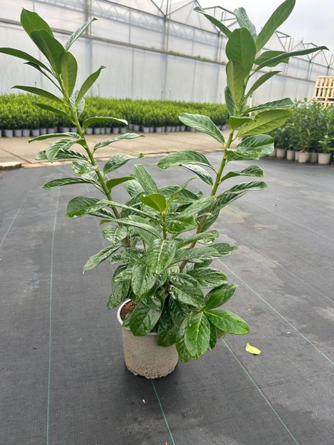 Prunus laurocerasus 'Novita'