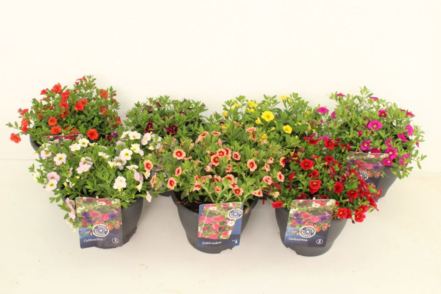 Calibrachoa MIX — Mayorista de plantas FlorAccess