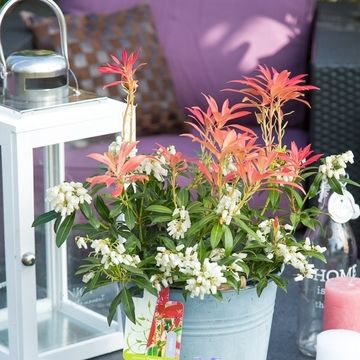 Pieris 'Forest Flame'