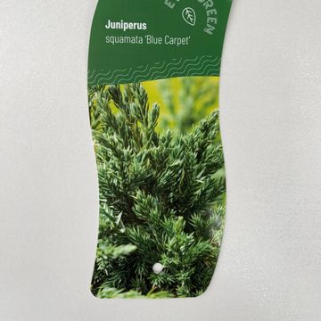 Juniperus squamata 'Blue Carpet'