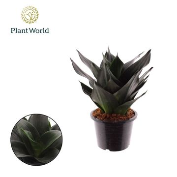 Sansevieria trifasciata 'Black Dragon'