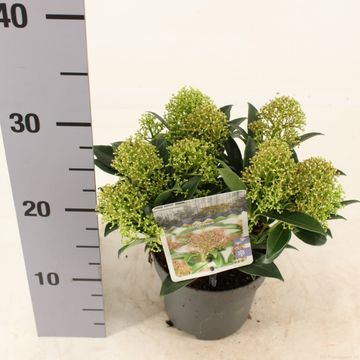 Skimmia japonica 'Marlot'