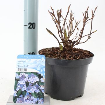 Hydrangea serrata 'Bluebird'