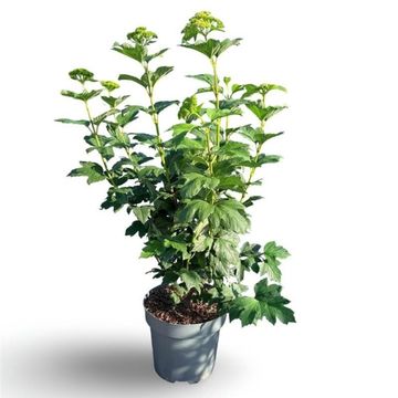 Viburnum opulus 'Roseum'