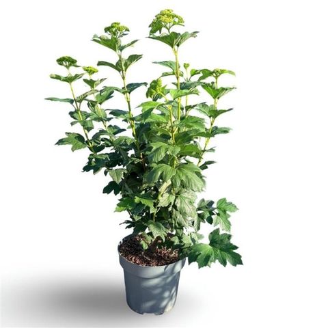 Viburnum opulus 'Roseum'